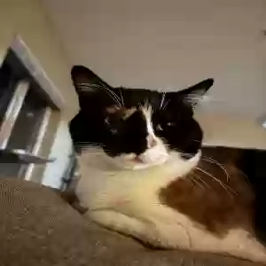 lost female cat kona