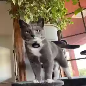 lost female cat bunny