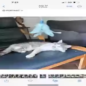lost male cat pancho