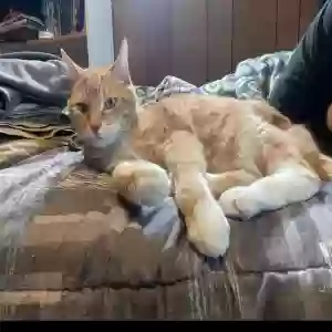 lost male cat paco