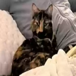 lost female cat ceecee