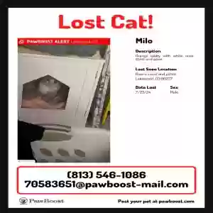 lost male cat milo