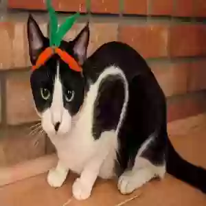 lost male cat unknown