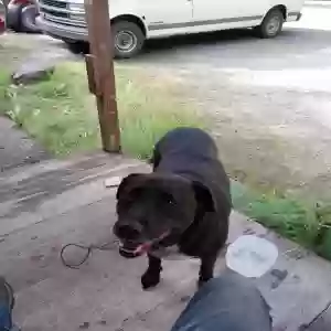 found female dog unknown