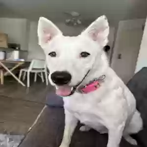 lost female dog pearl