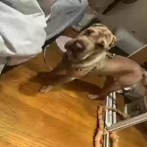lost male dog unknown
