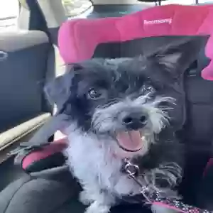 lost female dog gracie