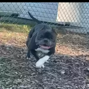 lost female dog nala