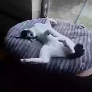 lost female cat milady