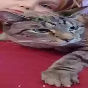 lost male cat thor