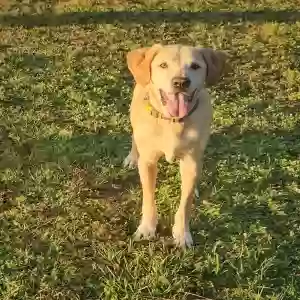 lost male dog oakley