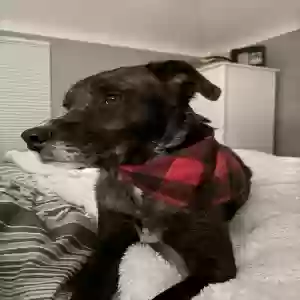 lost male dog crew