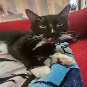 lost male cat snoop dog