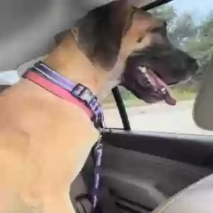 lost female dog zarra
