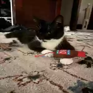 lost female cat reda