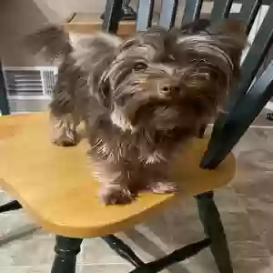 lost male dog reese