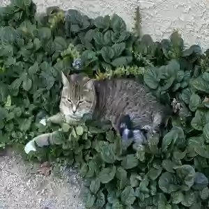 lost female cat darby