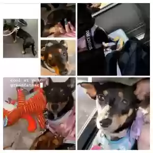 lost female dog nala