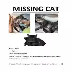 lost male cat yamaha