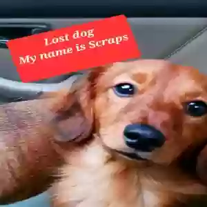 lost male dog scrap