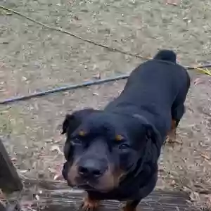 lost male dog ares