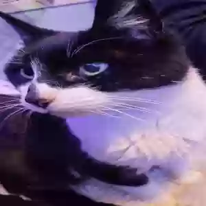 lost male cat kat