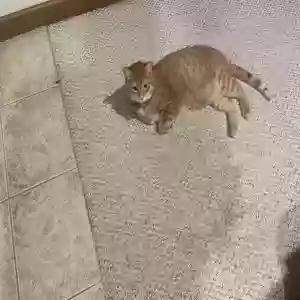 lost male cat clover