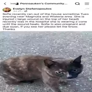 lost female cat sofie