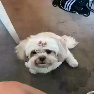 lost female dog zoe