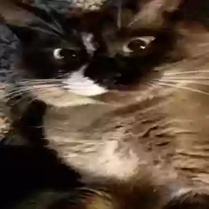 lost male cat sammy