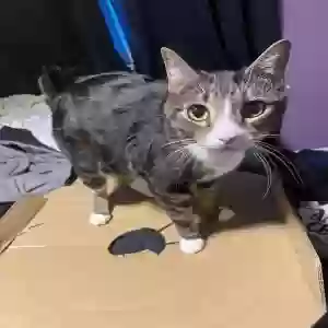 lost male cat meatloaf
