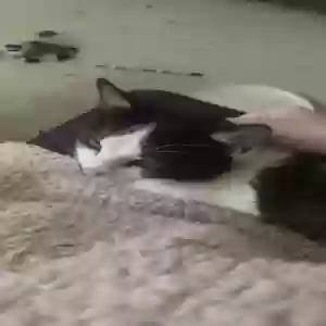 lost male cat cloud