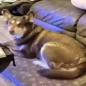 lost female dog charlie stevens 