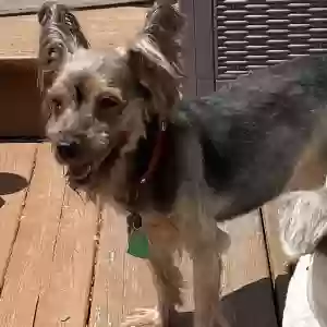 lost female dog khaleesi