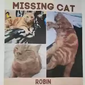 lost male cat robin