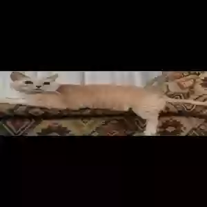 lost female cat unknown