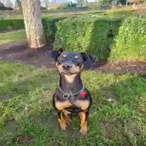 lost female dog penni
