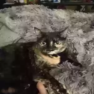 lost female cat sassy