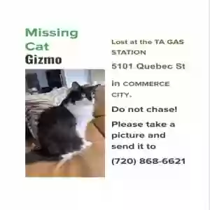 lost male cat gizmo