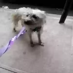 lost female dog ariel (zoey)