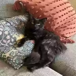 lost male cat nugget