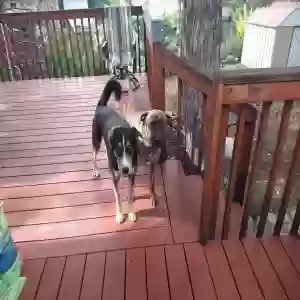 lost male dog bandit