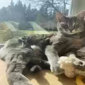 lost male cat unknown