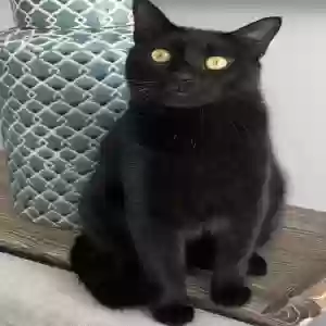 lost male cat jasper