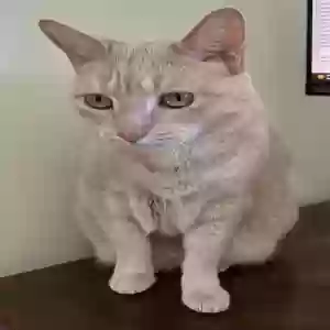 lost female cat widget