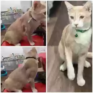 lost male cat billy