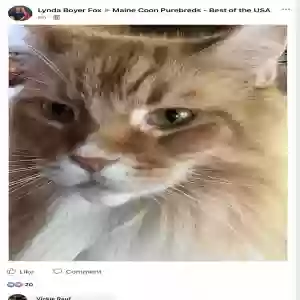 lost male cat rockie