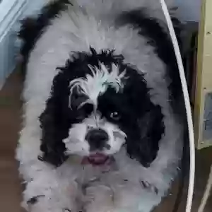 lost female dog jasmine
