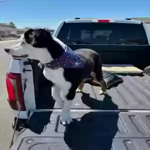 lost male dog joe