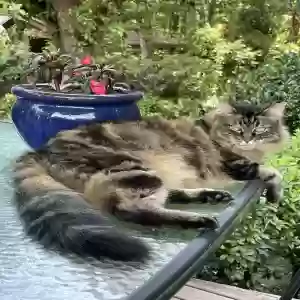 lost female cat lily